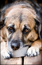 Pet poisoning